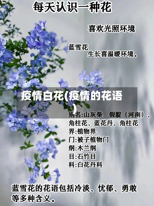 疫情白花(疫情的花语)-第2张图片