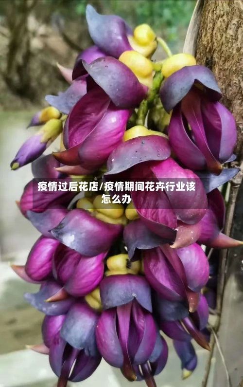 疫情过后花店/疫情期间花卉行业该怎么办-第2张图片