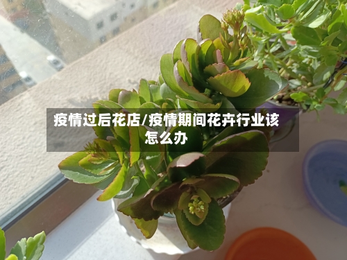 疫情过后花店/疫情期间花卉行业该怎么办-第1张图片