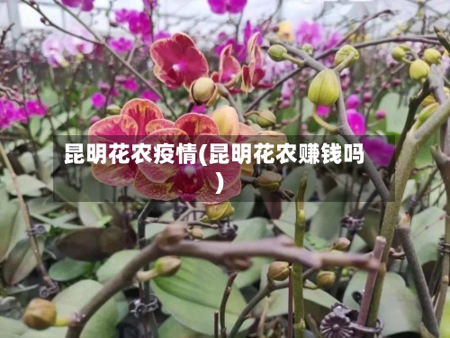 昆明花农疫情(昆明花农赚钱吗)-第1张图片