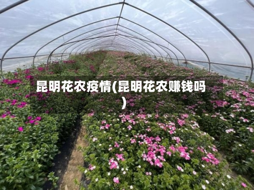 昆明花农疫情(昆明花农赚钱吗)-第3张图片