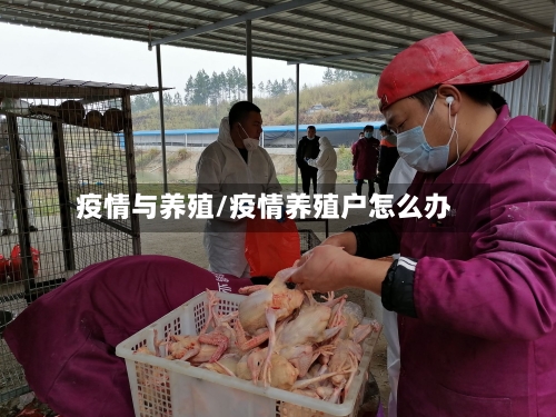 疫情与养殖/疫情养殖户怎么办-第1张图片