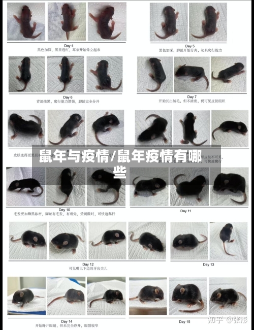 鼠年与疫情/鼠年疫情有哪些-第1张图片