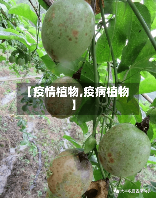 【疫情植物,疫病植物】-第1张图片
