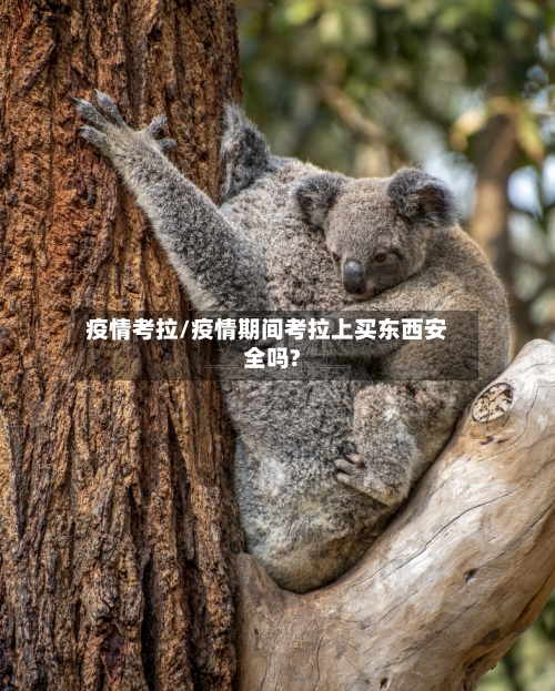 疫情考拉/疫情期间考拉上买东西安全吗?-第2张图片